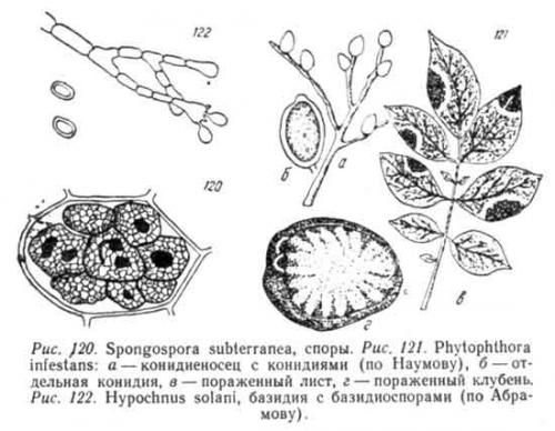 Круглые коричневые пятна на листьях яблони. Если появились коричневые пятна на листьях яблони, как лечить — советы агрономов