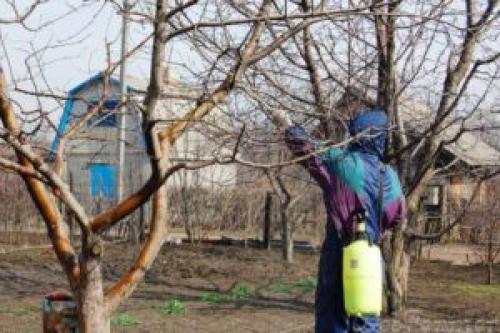 Круглые коричневые пятна на листьях яблони. Если появились коричневые пятна на листьях яблони, как лечить — советы агрономов