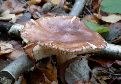 Как избежать отравления подтопольниками. Гриб подтопольник (рядовка тополевая) – фото и описание гриба