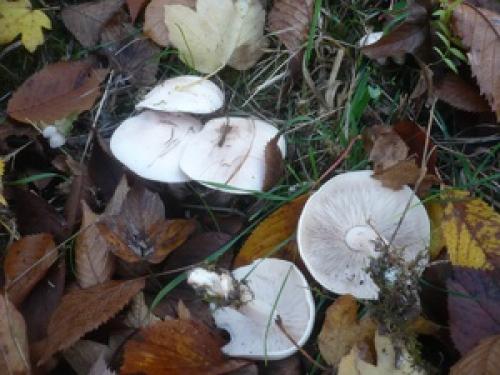 В поисках подтопольников: секреты уникальных грибов 01