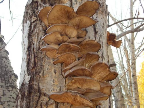 Какие виды грибов можно найти на тополях. Грибы на тополях: как найти, какие из них съедобные