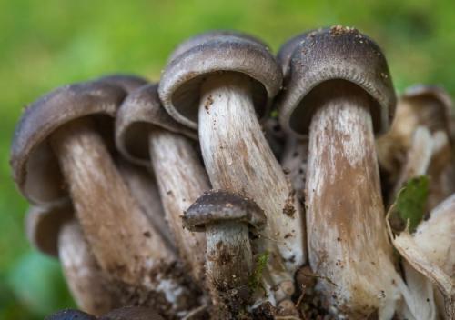 Какие свойства имеют грибы, растущие на тополях. Гриб подтопольник (рядовка тополевая) – фото и описание гриба