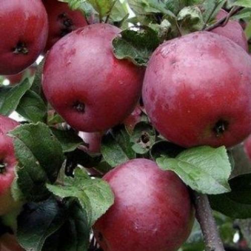 Саженец яблони сначала в рост.. Как выбрать яблоню для посадки? 07