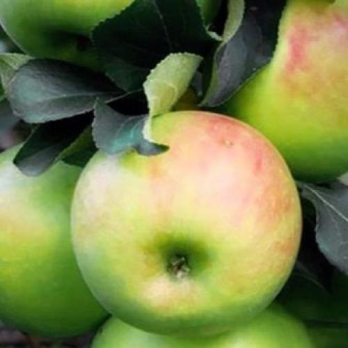 Саженец яблони сначала в рост.. Как выбрать яблоню для посадки? 10