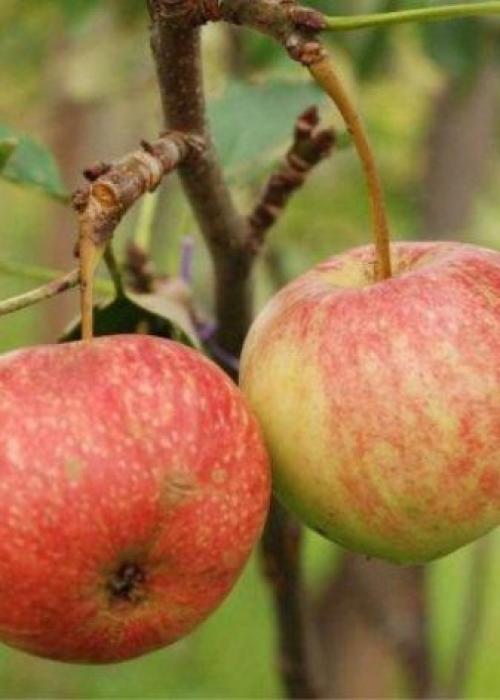 Саженец яблони сначала в рост.. Как выбрать яблоню для посадки? 06