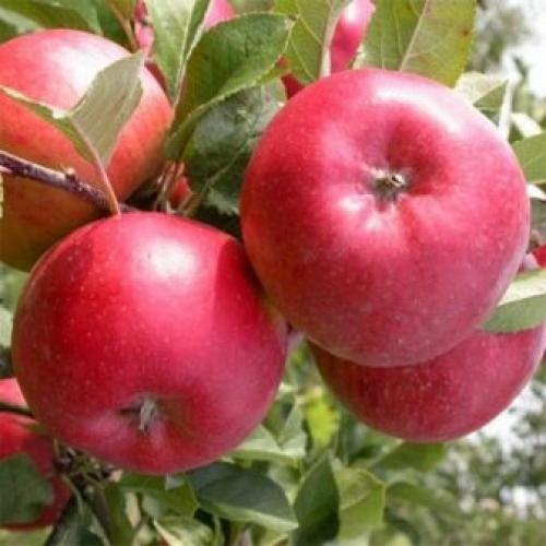 Саженец яблони сначала в рост.. Как выбрать яблоню для посадки? 09