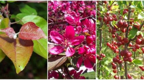 Саженец яблони сначала в рост.. Как выбрать яблоню для посадки? 12