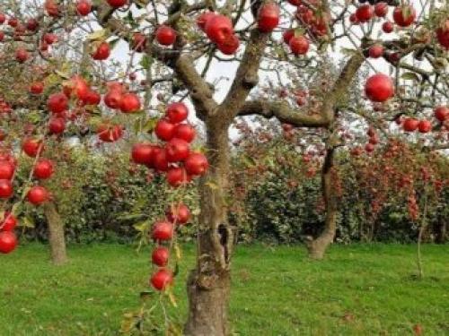 Саженец яблони сначала в рост.. Как выбрать яблоню для посадки? 02