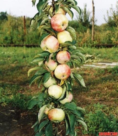 Саженец яблони сначала в рост.. Как выбрать яблоню для посадки? 11