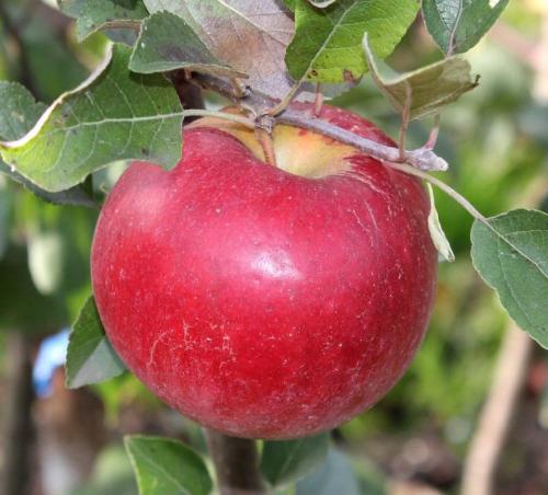 Посадка яблони осенью: правила и пошаговое руководство