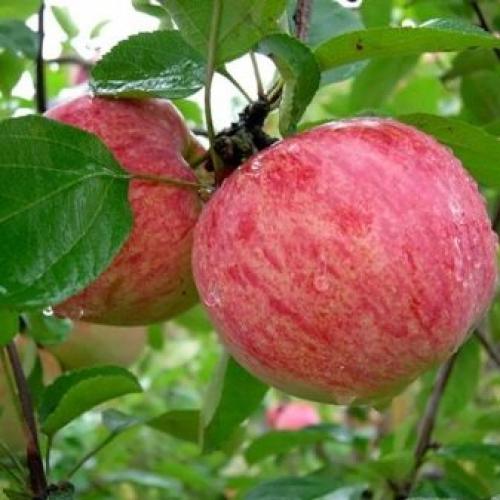 Саженец яблони сначала в рост.. Как выбрать яблоню для посадки? 08