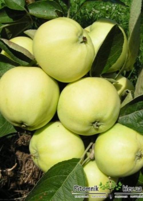 Саженец яблони сначала в рост.. Как выбрать яблоню для посадки? 05