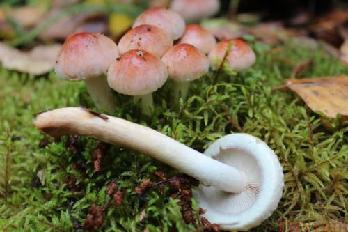 Нашла грибы на тополе. Грибы на тополях: как найти, какие из них съедобные