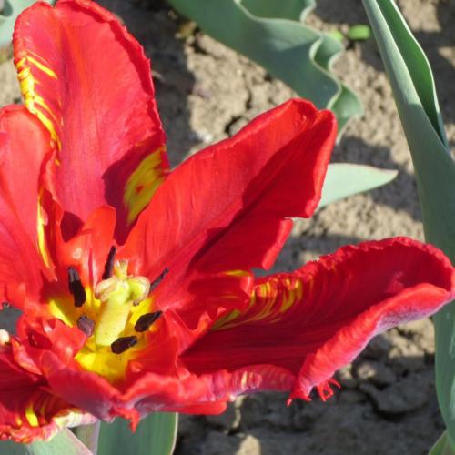 Удивительное открытие: как я нашла грибы на тополе 10