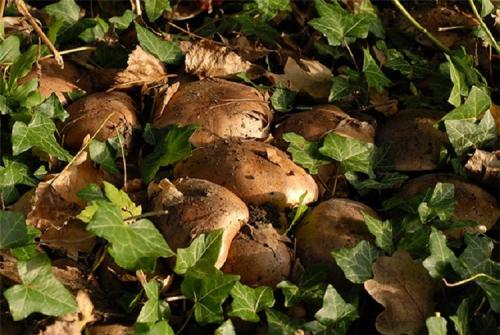 Какие грибы можно собирать под тополями. Где растут подтопольники и когда их можно собирать?