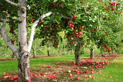 Какие плодовые деревья посадить на маленьком участке. Особенности плодовых деревьев для небольшого сада. Как и что посадить на маленьком участке?