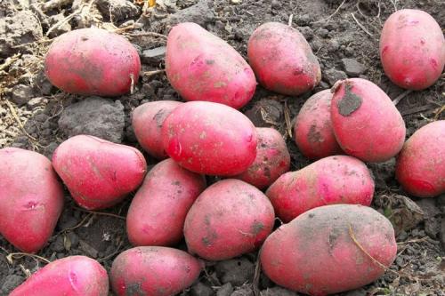 Самый ранний сорт картофеля. ТОП-30 ранних сортов картофеля для вашего огорода