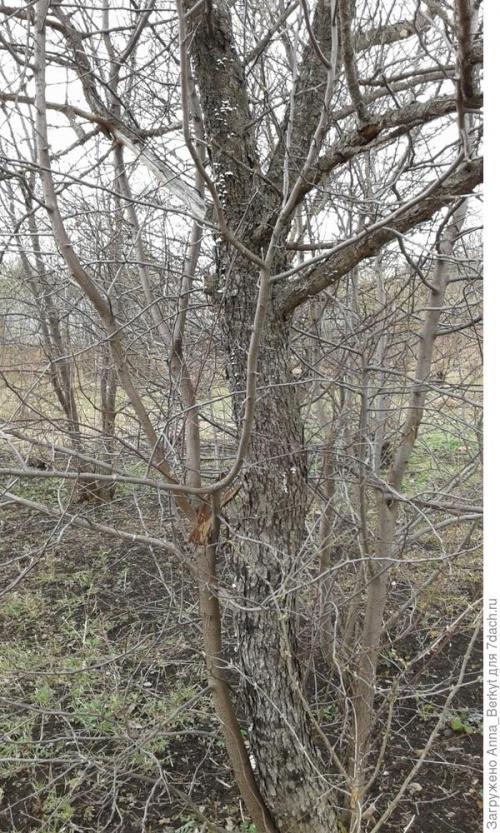 Как реанимировать яблоню. Можно ли реанимировать, восстановить яблоню? Как это правильно сделать?