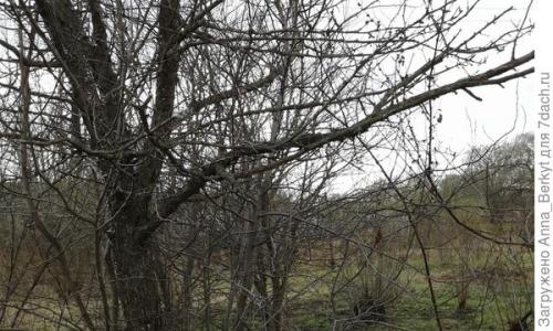 Как реанимировать яблоню. Можно ли реанимировать, восстановить яблоню? Как это правильно сделать?