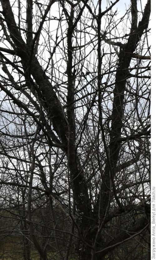 Как реанимировать яблоню. Можно ли реанимировать, восстановить яблоню? Как это правильно сделать?