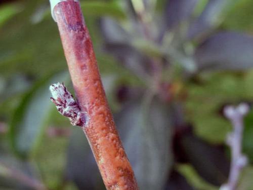 Листья яблони коричневеют и сохнут. Яблоня сохнет