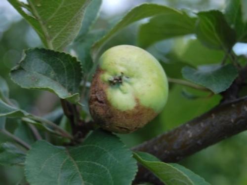 Причины усыхания ветвей листьев и ствола на яблоне. Нюансы проблемы 10