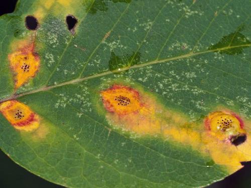 Листья яблони коричневеют и сохнут. Яблоня сохнет