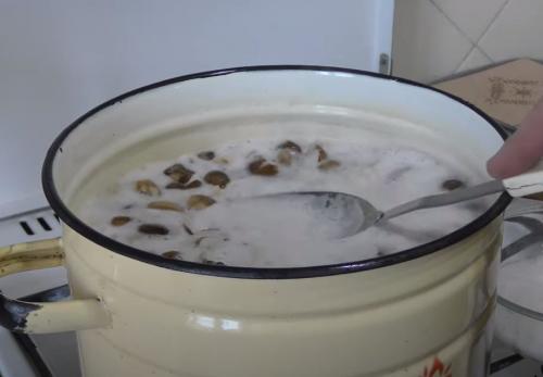 Какие грибы на тополях можно мариновать. Подтопольники маринованные на зиму. Рецепты засолки и маринования грибов