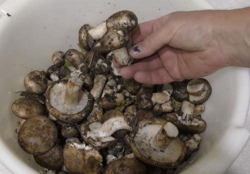 Какие грибы на тополях можно мариновать. Подтопольники маринованные на зиму. Рецепты засолки и маринования грибов