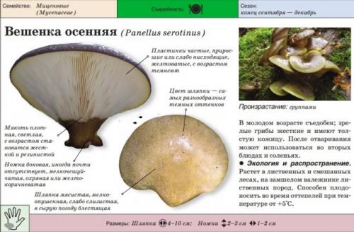Грибы растущие на тополях. Съедобные грибы, растущие на тополях
