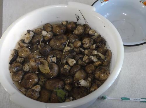 Какие грибы на тополях можно мариновать. Подтопольники маринованные на зиму. Рецепты засолки и маринования грибов