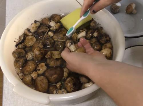 Какие грибы на тополях можно мариновать. Подтопольники маринованные на зиму. Рецепты засолки и маринования грибов