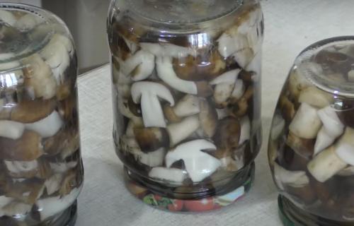 Какие грибы на тополях можно мариновать. Подтопольники маринованные на зиму. Рецепты засолки и маринования грибов