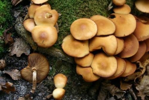 Грибы растущие на тополях. Съедобные грибы, растущие на тополях