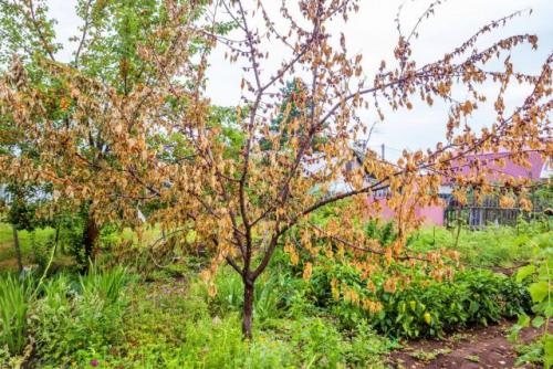 Как спасти засыхающее дерево. Почему засыхают молодые саженцы?