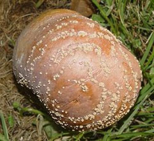 Засохла Яблоня после зимы. Вымокание корней 08