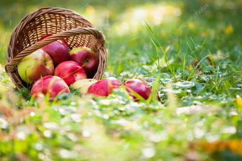 Засохла яблоня приметы. Яблоня - приметы