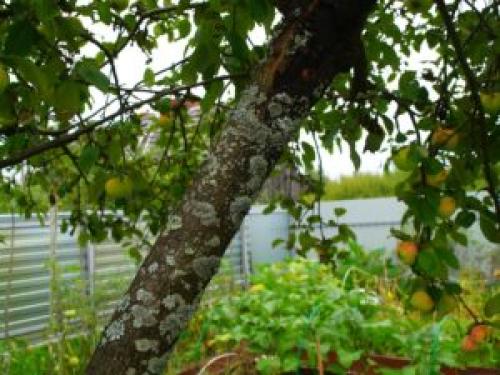 Почему сохнет Яблоня. Разбор причин, почему засохла Яблоня. Мнение специалистов