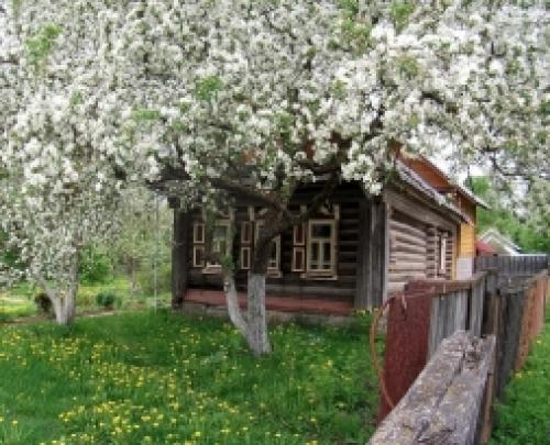 Засохла Яблоня после зимы. Вымокание корней 11