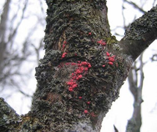 Засох центральный ствол яблони. Разбор причин, почему засохла яблоня. Мнение специалистов