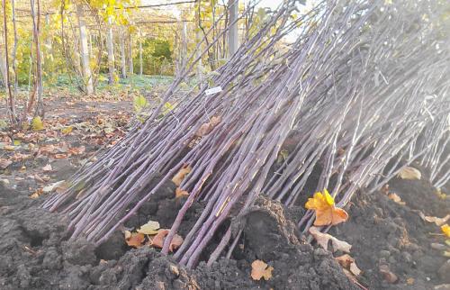 Как прикопать саженцы клубники в ноябре. Хранение саженцев зимой в прикопе: правила сооружения укрытия