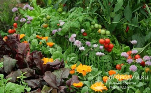 Чеснок в теплице с помидорами. Взаимовыгодное партнерство