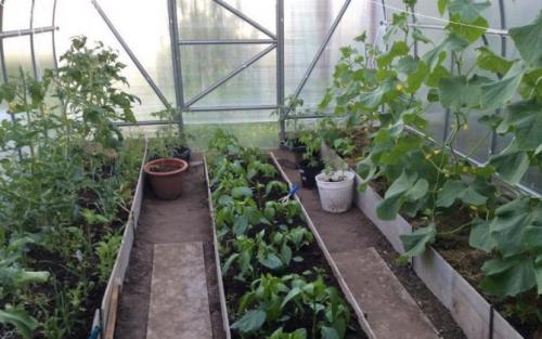 Что можно сажать в одной теплице. Размещение культур в теплице