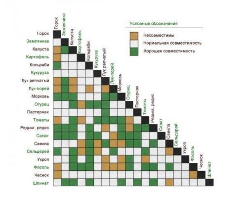 Что можно посадить в теплице вместе с перцем. Какие культуры можно выращивать вместе?