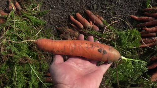 Морковь Детская сладость описание сорта. Сладкие сорта моркови