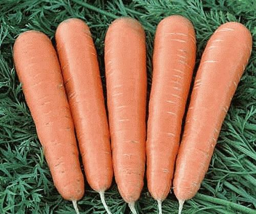 Морковь Детская сладость описание сорта. Сладкие сорта моркови