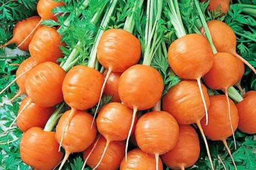Морковь Детская сладость описание сорта. Сладкие сорта моркови