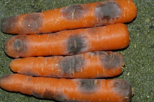 Морковь Нантская. Описание сорта моркови Нантская