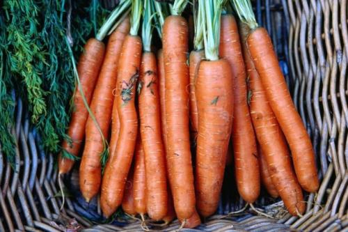 Морковь Детская сладость описание сорта. Сладкие сорта моркови