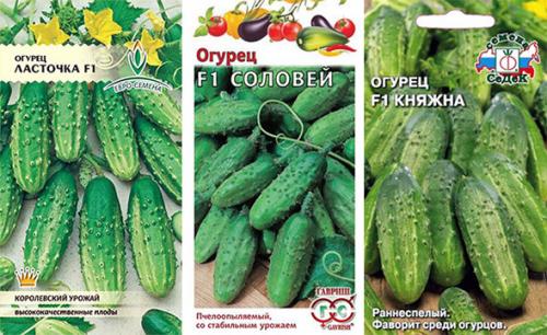 Выращивайте большие огурцы: ТОП-3 и еще 37 сортов для открытого грунта 01 Выращивайте большие огурцы: ТОП-3 и еще 37 сортов для открытого грунта 01
